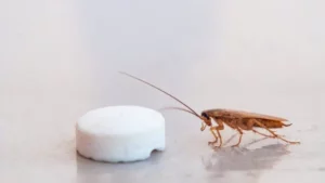 Esche per blatte e scarafaggi