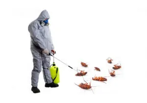 deblattizzazione con insetticidi