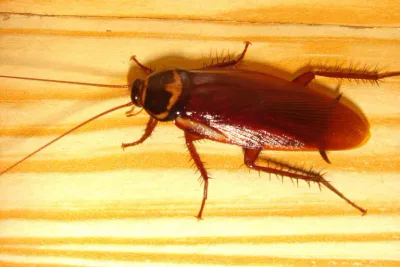 blatte in cucina
