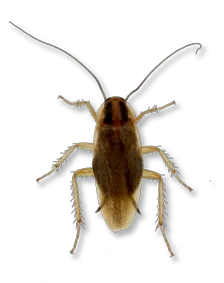 blattella germanica