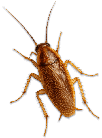 blatta germanica