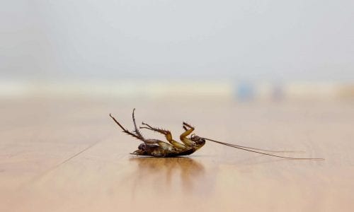 scarafaggio morto