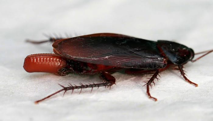 uova di scarafaggio