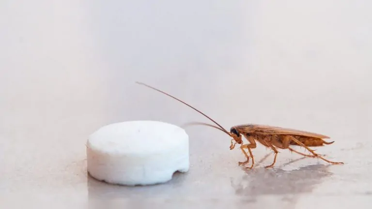 Esche per blatte e scarafaggi