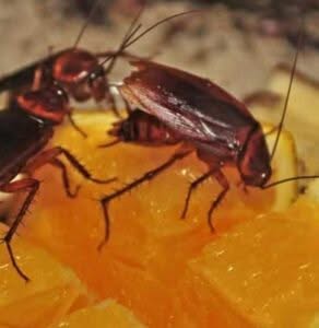 Cosa mangiano gli scarafaggi