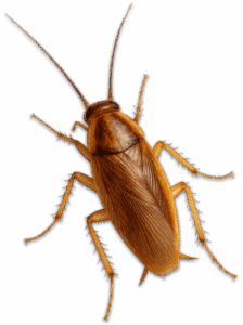 blatta germanica
