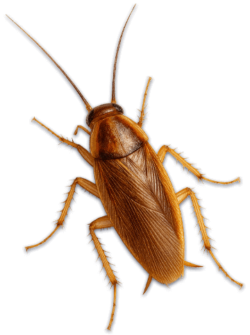 blatta germanica