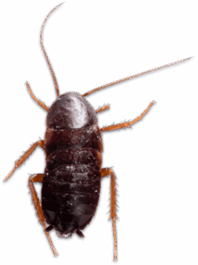 scarafaggio nero