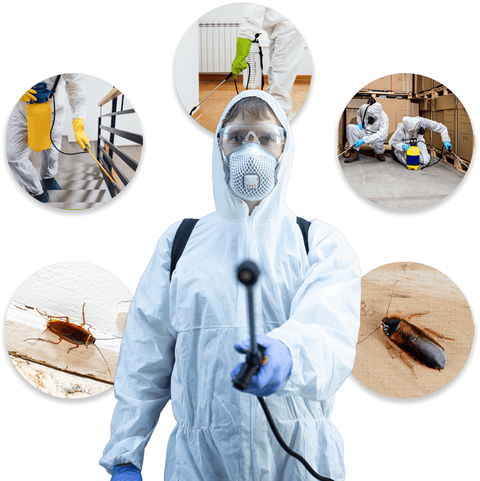 disinfestatore scarafaggi